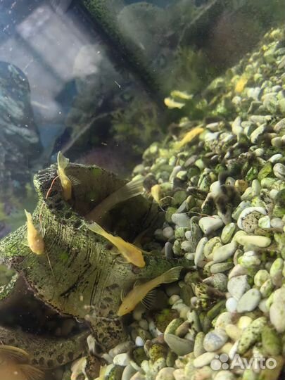 Сомики анциструсы