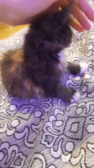 Трехцветная кошка