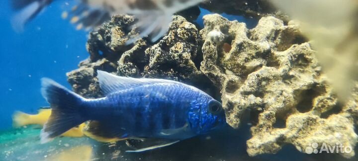 Хаплохромис васильковый