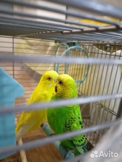 Волнистый попугай с клеткой
