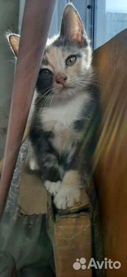 Кошка Котенок