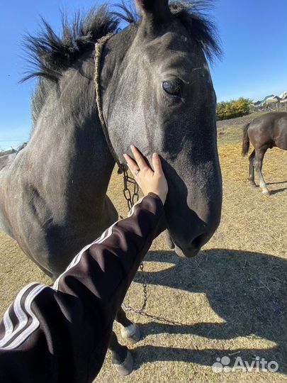 Продам лошадь