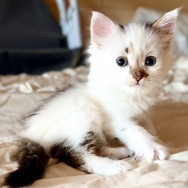 Котёнок в добрые руки