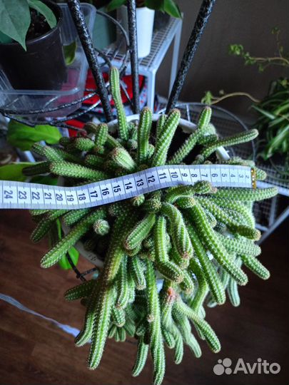 Ампельный кактус