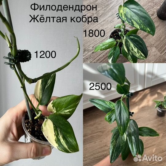 Филодендроны