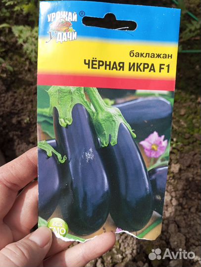 Рассада баклажан