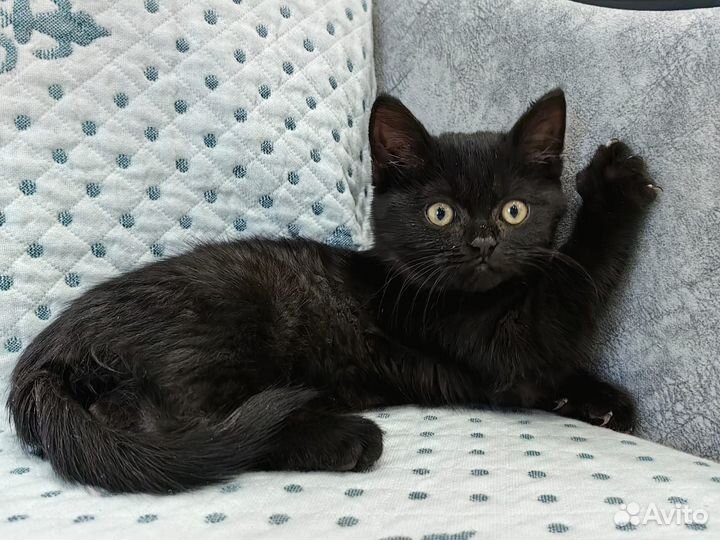 Котенок мальчик в добрые руки