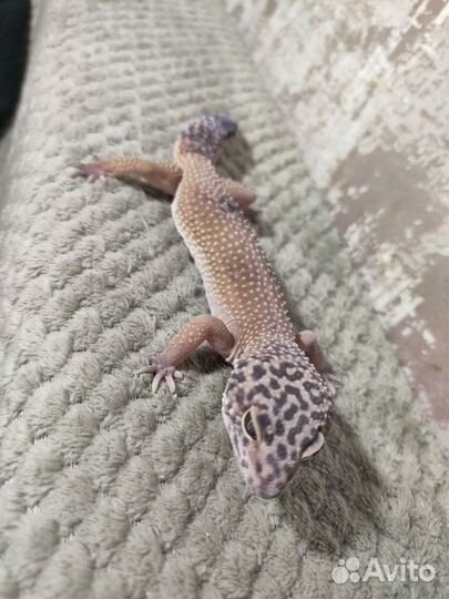 Пятнистый эублефар