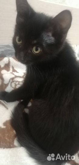 Котенок девочка 3 месяца
