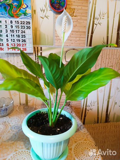 Спатифиллум