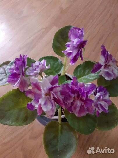 Фиалка детки и свежесрезанные черенки