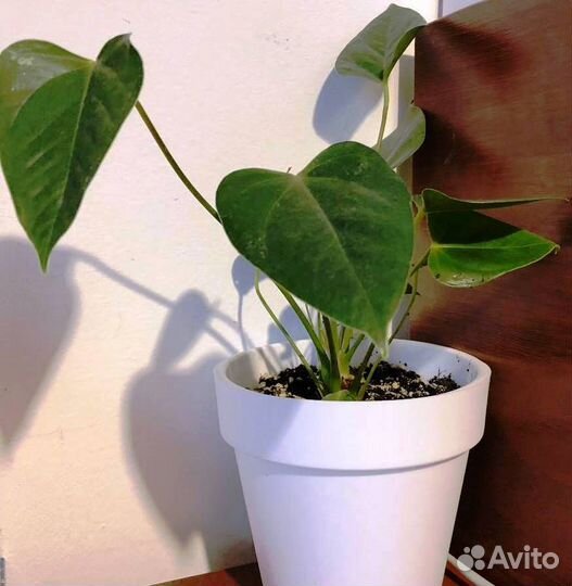 Антуриум Красный, Педилантус, Монстера