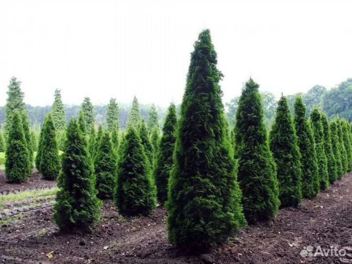 Семена Редких растений Дискус Ель Эгельмани Сербск