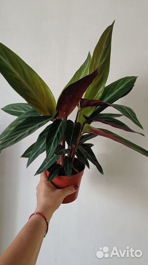 Калатея бьюти стар