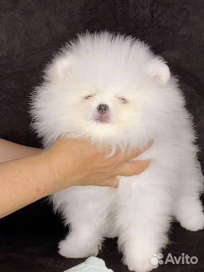 Померанский шпиц мини