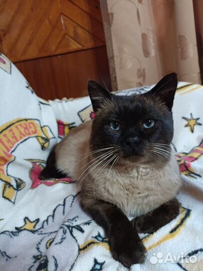 Сиамский кот