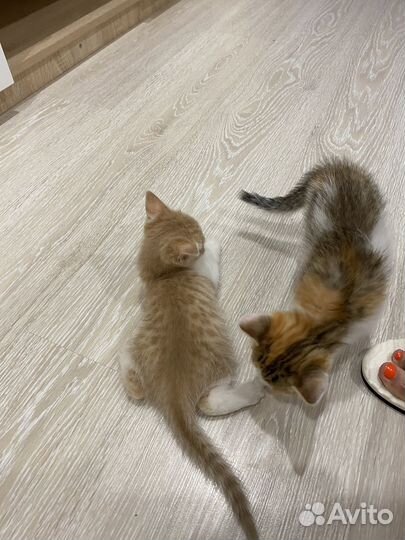 Котята в добрые руки даром