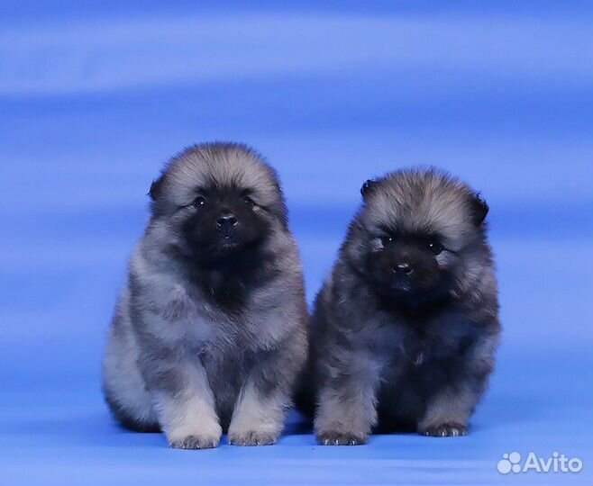 Кеесхонд вольфшпиц