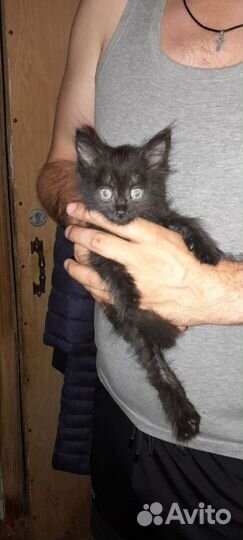 Котенок-мальчик в добрые руки