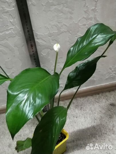 Спатифиллум