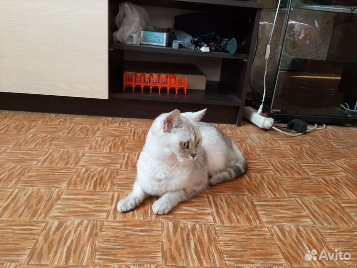 Британская