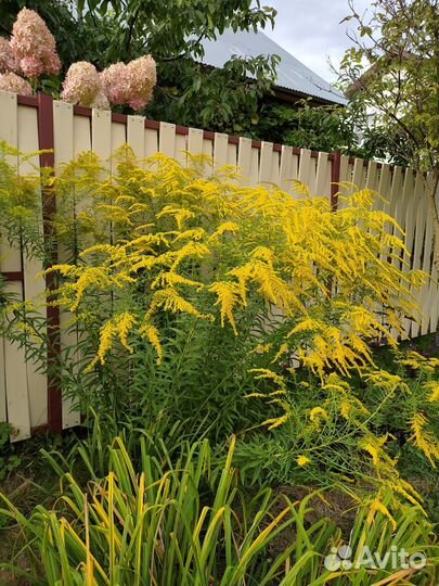 Золотарник сортовой