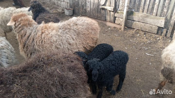Овцы барашки