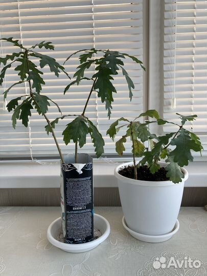 Авокадо растение