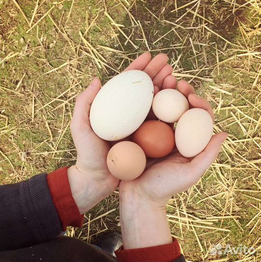 Инкубационное яйцо гусей