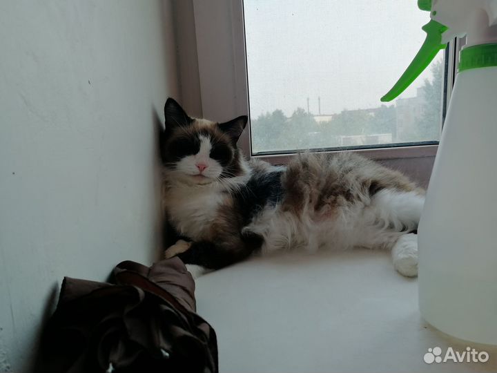 Котенок девочка (2 месяца или моложе)