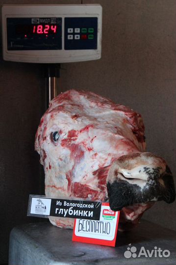 Бесплатно, кости говядины, мясо мало для собак