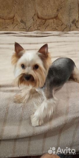 Йоркширский терьер вязка мальчик