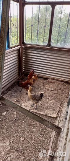 Лакеданзи петух