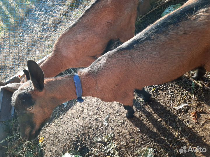 Козочка чешская