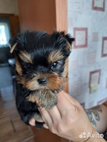 Йоркширский терьер щенок мальчик
