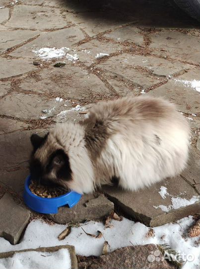 Отдам в добрые руки кошечку Машеньку