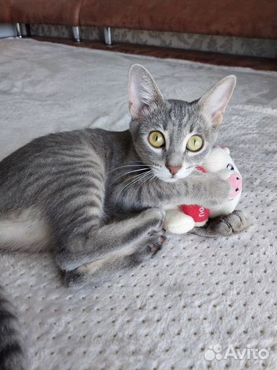 Кошечка 6 месяцев, стерилизованная в добрые руки