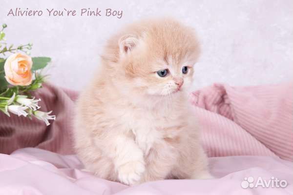 Британский малыш Эксклюзивного окраса