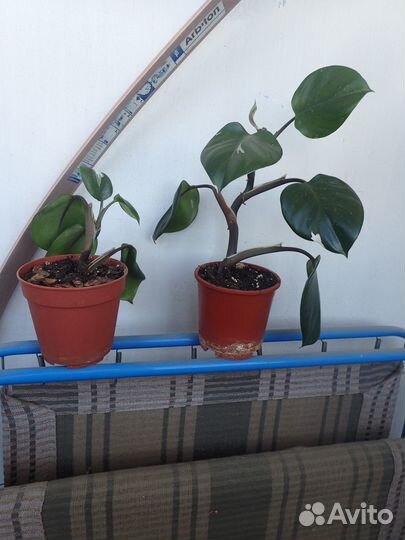 Филодендроны белые рыцари-принцы