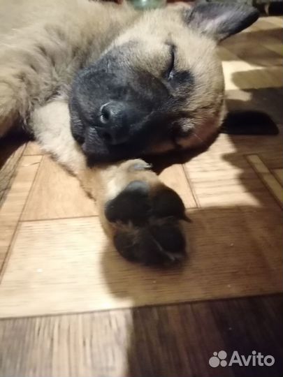 Зена королева воинов ищет человека