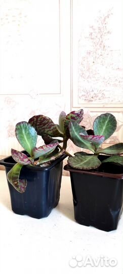 Каланхоэ Зебрино