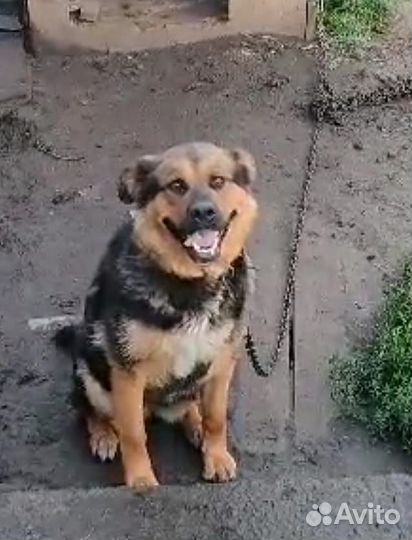 Немецкая овчарка