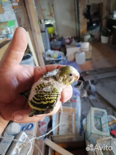 Птенцы волнистый попугай