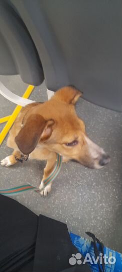 Отдам в добрые руки