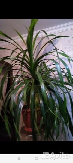 Пальма панданус