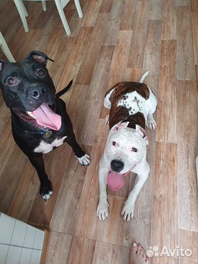 Отлов животных и Перевозка животных