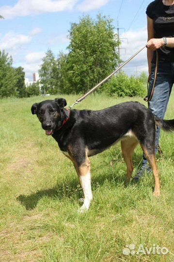 Чудесная Гера тоскует в клетке