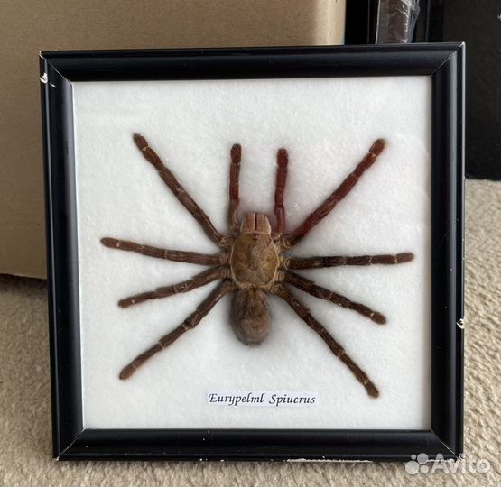 Паук птицеед