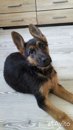 Щенки овчарки