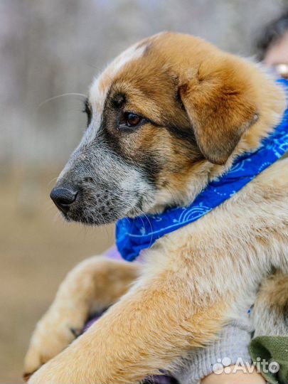 Собака в добрые руки из приюта